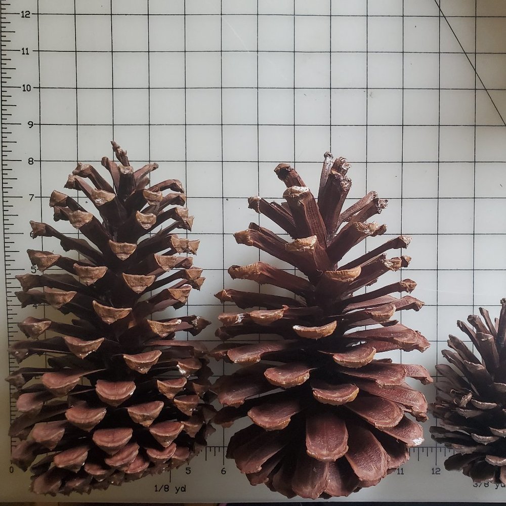 Florida Pine Cones assorted sizes Box of 15